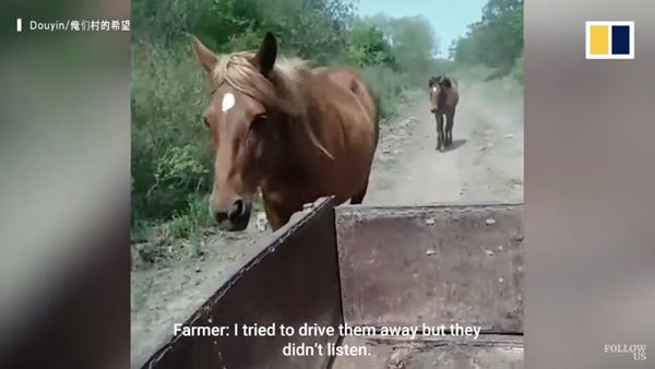 다친 새끼 쫓아 10km 달려간 어미 말