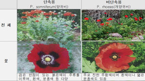 단속용&middot;비단속용 양귀비 구분 (사진=경찰청 제공, 연합뉴스)