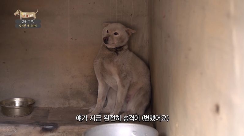강원도 산불 트라우마 반려견 금비 (사진=EBS 세상에 나쁜 개는 없다 방송화면 캡처)