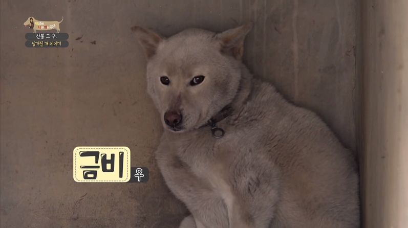 강원도 산불 트라우마 반려견 금비 (사진=EBS 세상에 나쁜 개는 없다 방송화면 캡처)