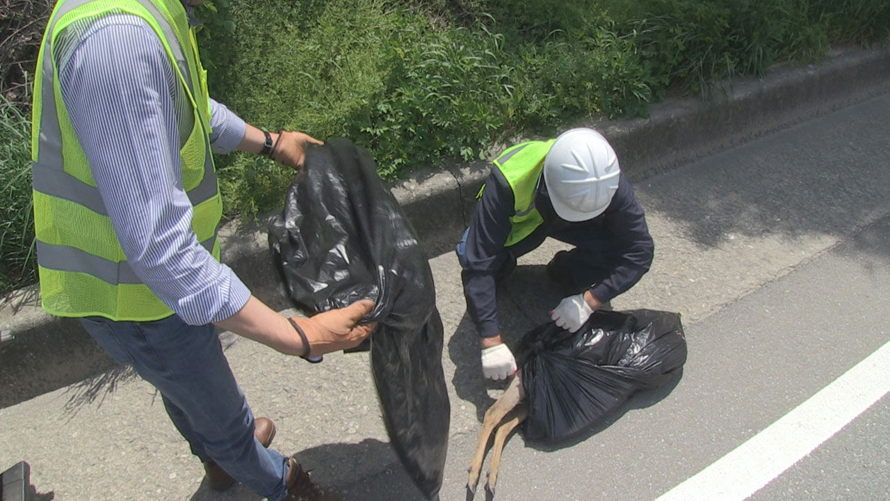 [취재파일] 고라니 로드킬