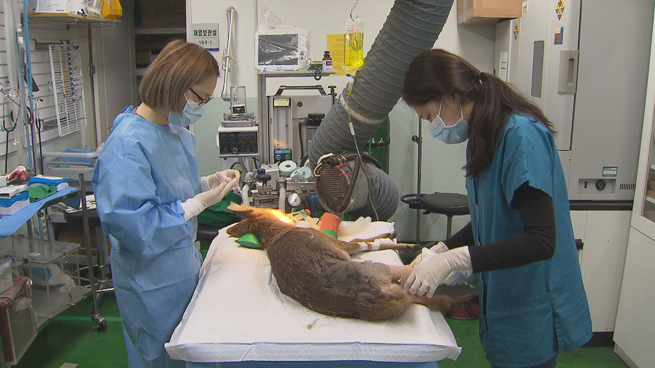 [취재파일] 고라니 로드킬