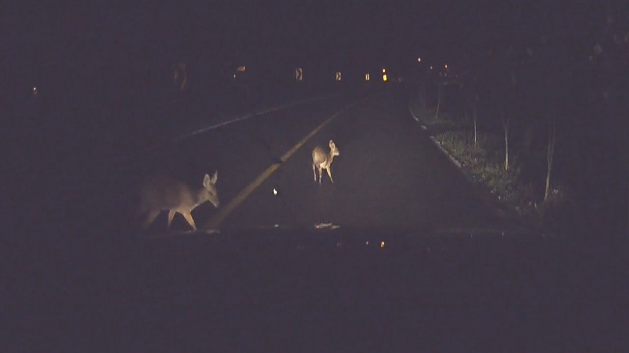 [취재파일] 고라니 로드킬