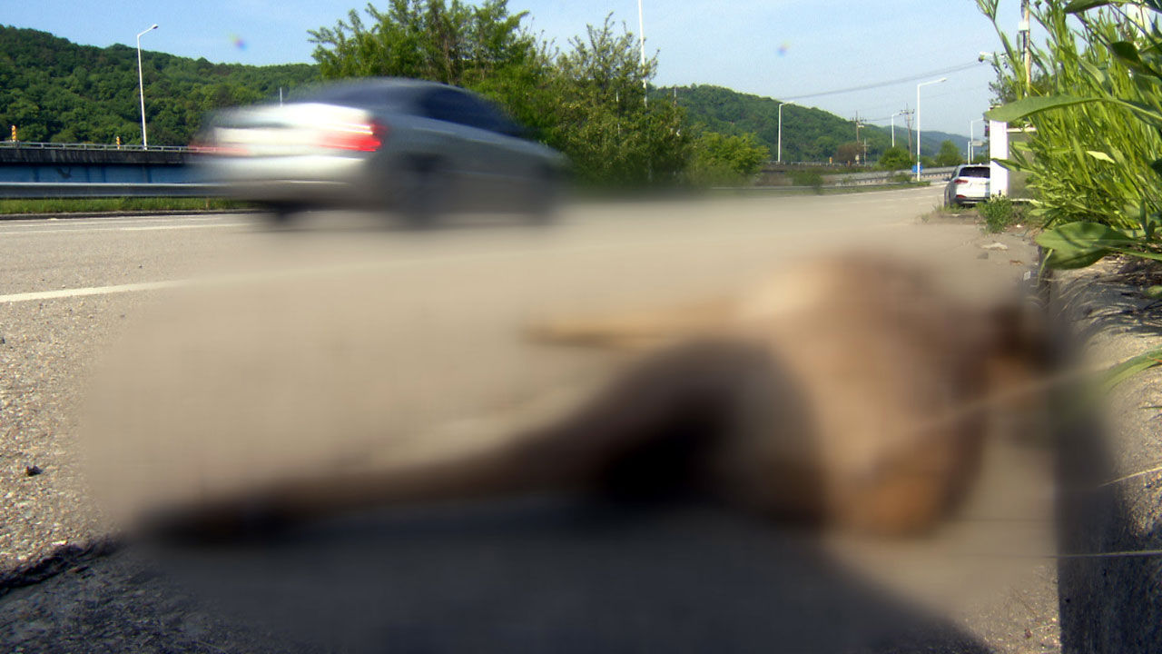 [취재파일] 고라니 로드킬