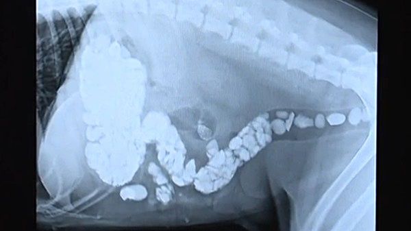 식탐 견 앞에서 '고기 기름' 한 방울도 함부로 버리면 안 되는 이유
