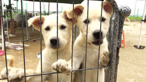 "수백만 원 우습게 나가요" 반려인 울리는 동물 병원비