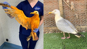 페이스북 Tiggywinkles Wildlife Hospital