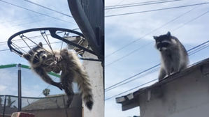 페이스북 LA Animal Services