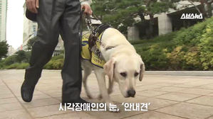 안내견인데도 "출입 안 돼요"…시각장애인이 말한 실태