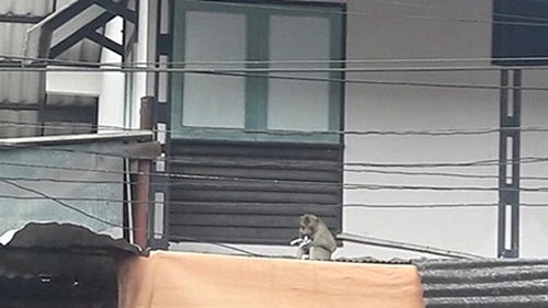 음식 노리던 야생 원숭이…'새끼 고양이' 납치극 벌이고 도주