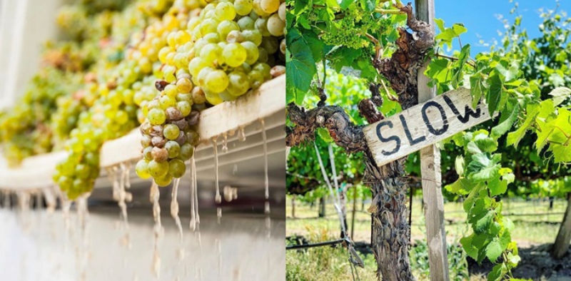 BIGBANG T.O.P Owns a Massive Vineyard in Argentina?