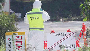 아프리가돼지열병 확산세