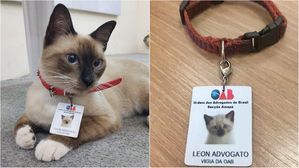 길고양이 구조한 법률사무소&hellip;사람들 불만에 보인 '파격' 대응