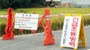 인천 강화지역 아프리카돼지열병 확산 (사진=연합뉴스)