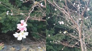 가을에 핀 벚꽃 (심경환 님 제보)