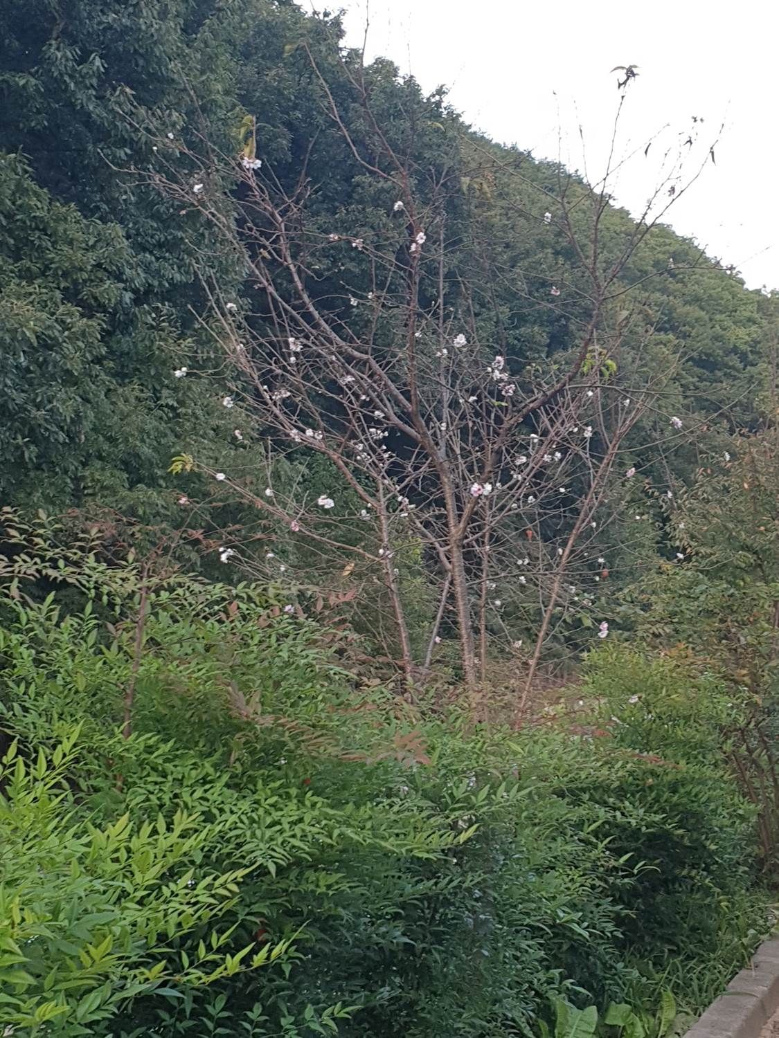 가을에 핀 벚꽃 (심경환 님 제보)
