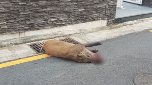 6일 오전 부산 남구 한 주택가에 나타났다가 사살된 멧돼지 (사진=부산경찰청 제공, 연합뉴스)