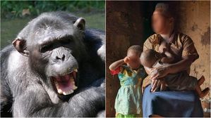 인간에게 서식지 파괴당한 침팬지 무리&hellip;2살 아이 납치해 살해
