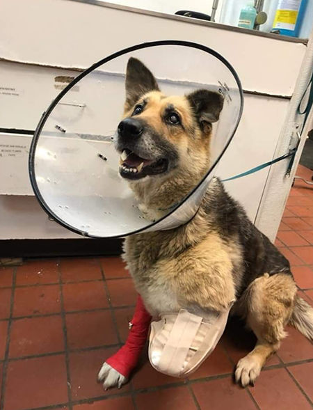 주인 방치에 스스로 돌보려고…강아지가 자기 앞다리 뜯어먹은 이유 (사진='Susquehanna SPCA' 페이스북)