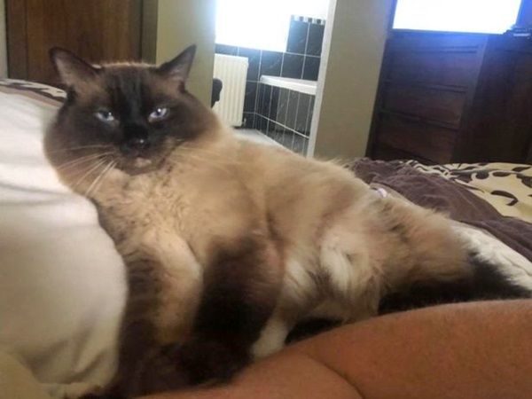 자동소파에 끼어 꼬리 잘린 고양이