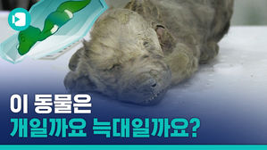 QUIZ. 이 동물은 개일까요 늑대일까요?&hellip;'동물 미라' 실물 영접