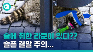 '아 취한다&sim;' 대낮에 취해 비틀거리다 생을 마감한 라쿤 이야기