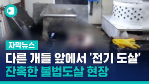 다른 개들 앞에서 '전기 도살'&hellip;잔혹한 불법도살 현장
