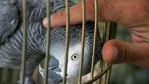 회색앵무, African grey parrot