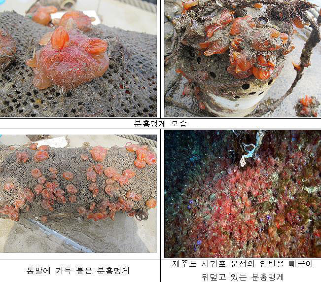 양식장 피해 주는 외래종 '분홍멍게' 제거 착수 (사진=해양수산부 제공, 연합뉴스)