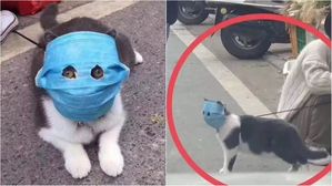 [Pick] "바이러스 비켜!"…코로나19 감염 막으려는 주인들의 노력