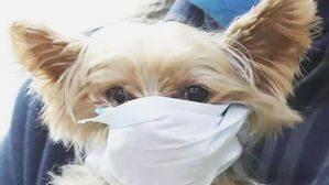 마스크한 강아지, 개