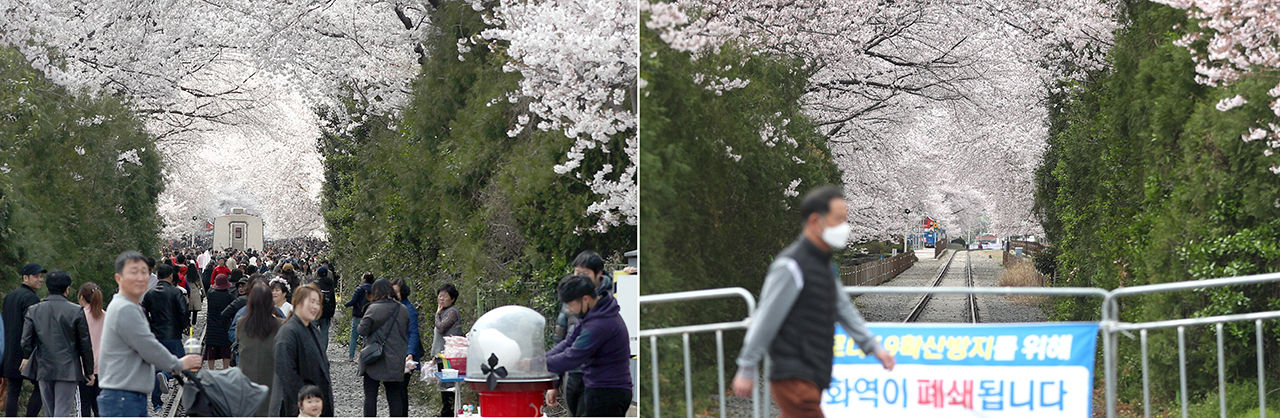 진해군항제 '사회적 거리 두기' 동참 (사진=연합뉴스)