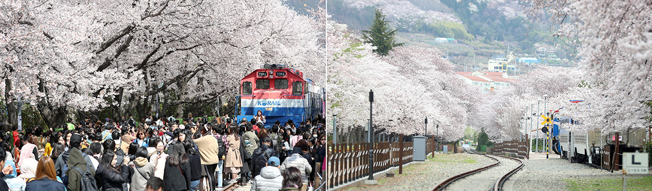 진해군항제 '사회적 거리 두기' 동참 (사진=연합뉴스)