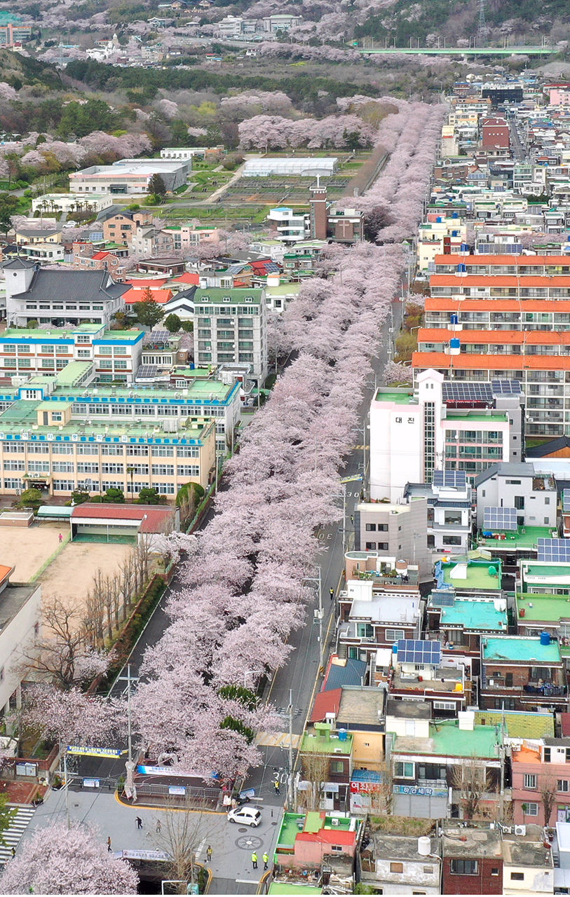 진해군항제 '사회적 거리 두기' 동참 (사진=연합뉴스)