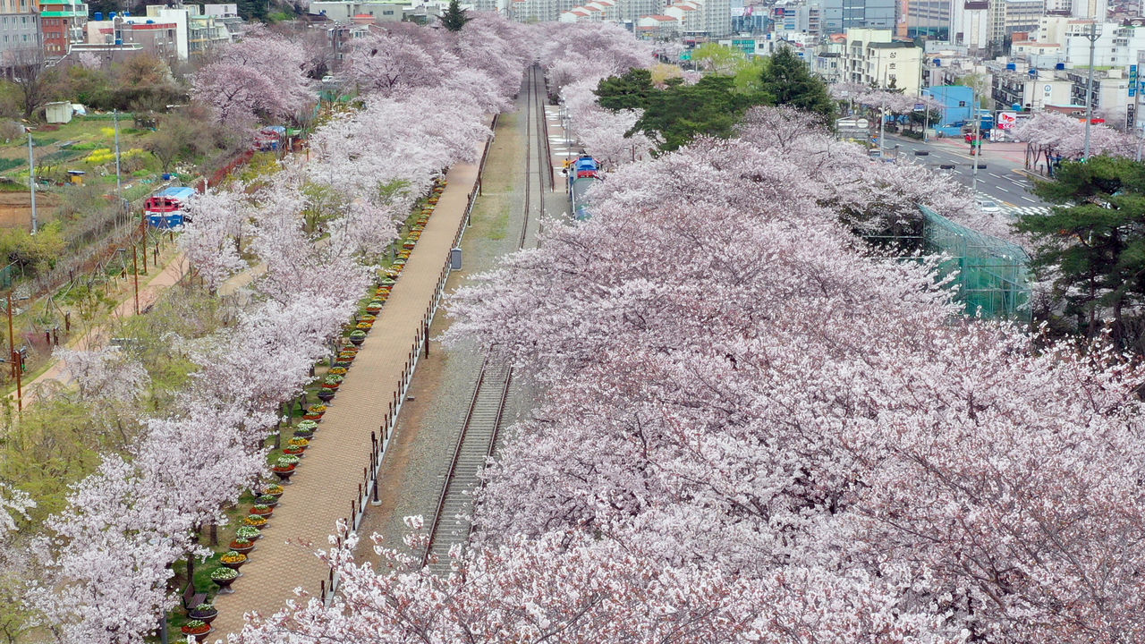 진해군항제 '사회적 거리 두기' 동참 (사진=연합뉴스)