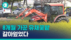'상춘객 몰려와서&hellip;' 8개월 가꾼 유채꽃밭 갈아엎었다