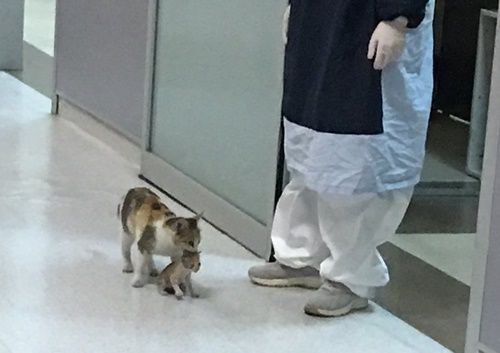 새끼 치료해달라고 응급실 찾아온 길고양이