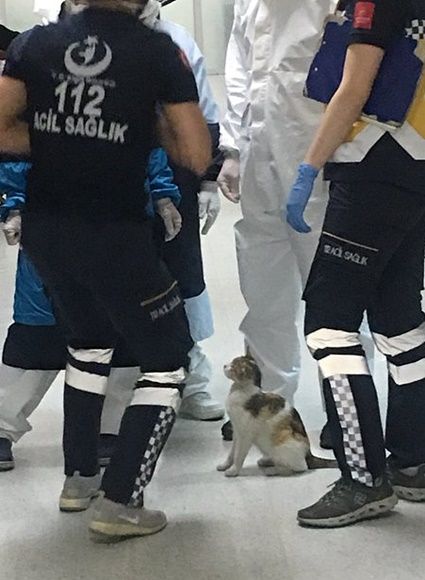 새끼 치료해달라고 응급실 찾아온 길고양이