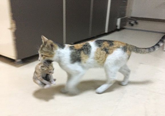 새끼 치료해달라고 응급실 찾아온 길고양이