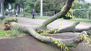 [현장] 밤새 몰아친 강풍…가로수도 뿌리째 뽑혔다