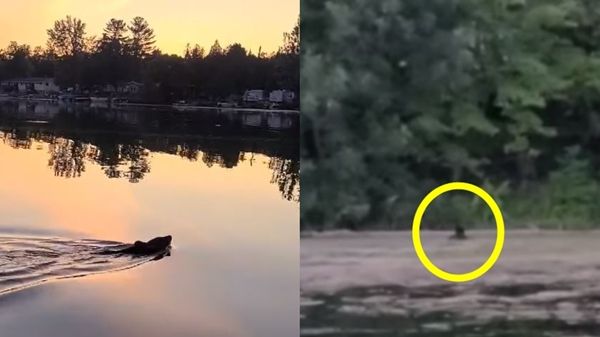 '치즈볼'이 궁금했던 새끼 곰…플라스틱 통에 목숨 잃을 뻔