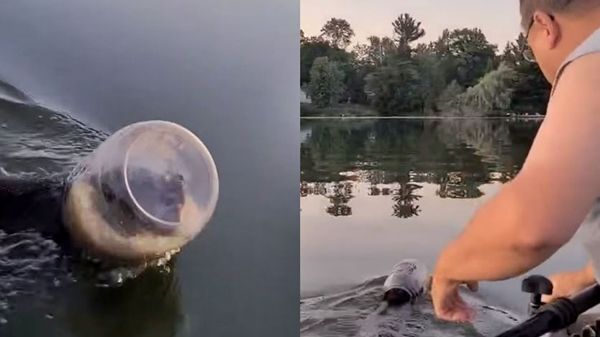 '치즈볼'이 궁금했던 새끼 곰…플라스틱 통에 목숨 잃을 뻔