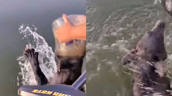 '치즈볼'이 궁금했던 새끼 곰…플라스틱 통에 목숨 잃을 뻔