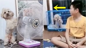 스스로 선풍기 방향 트는 똑똑한 강아지