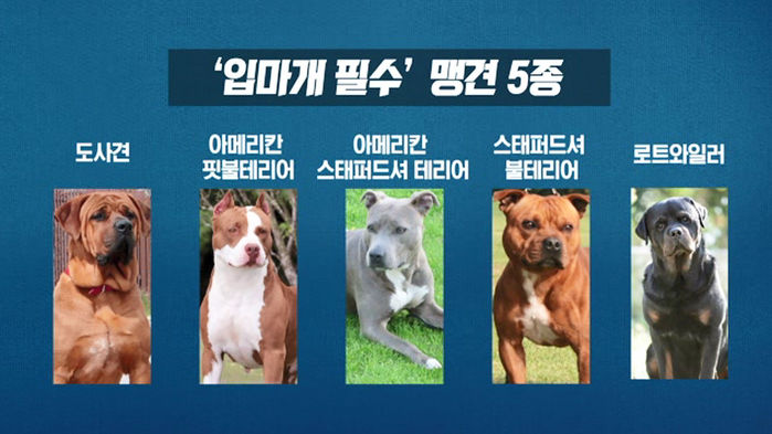 입마개 필수 맹견 5종
