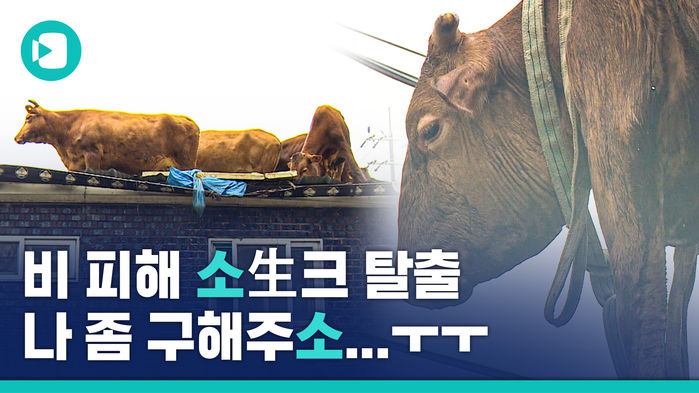 '보기만 해도 아찔' 소들은 어쩌다 지붕 위로 올라갔을까?