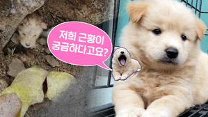 기적의 강아지 구조