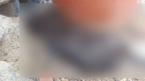 삼도2동의 한 폐가에서 죽은 채 발견된 고양이 (사진=제주동물친구들 제공, 연합뉴스)