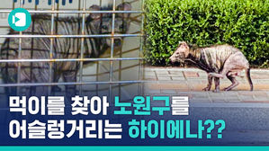 행복은 나눌수록 커지잖아요&hellip;노원구에 나타난 '하이에나 괴물'의 사연