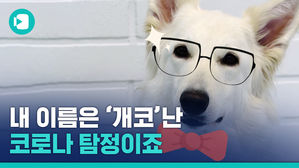 "멍멍! 양성입니다"&hellip;코로 코로나 잡는 이 시국 댕댕이들